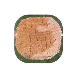 PIQUET CHATAIGNIER RC APPOINTE 7 H 2.50 M